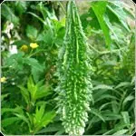 
Bitter Gourd DESI OP Seeds 