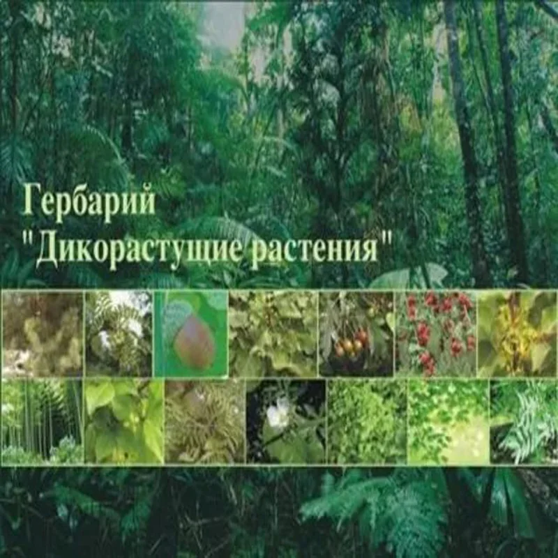Биологические учебные пособия гербарий дикие растения