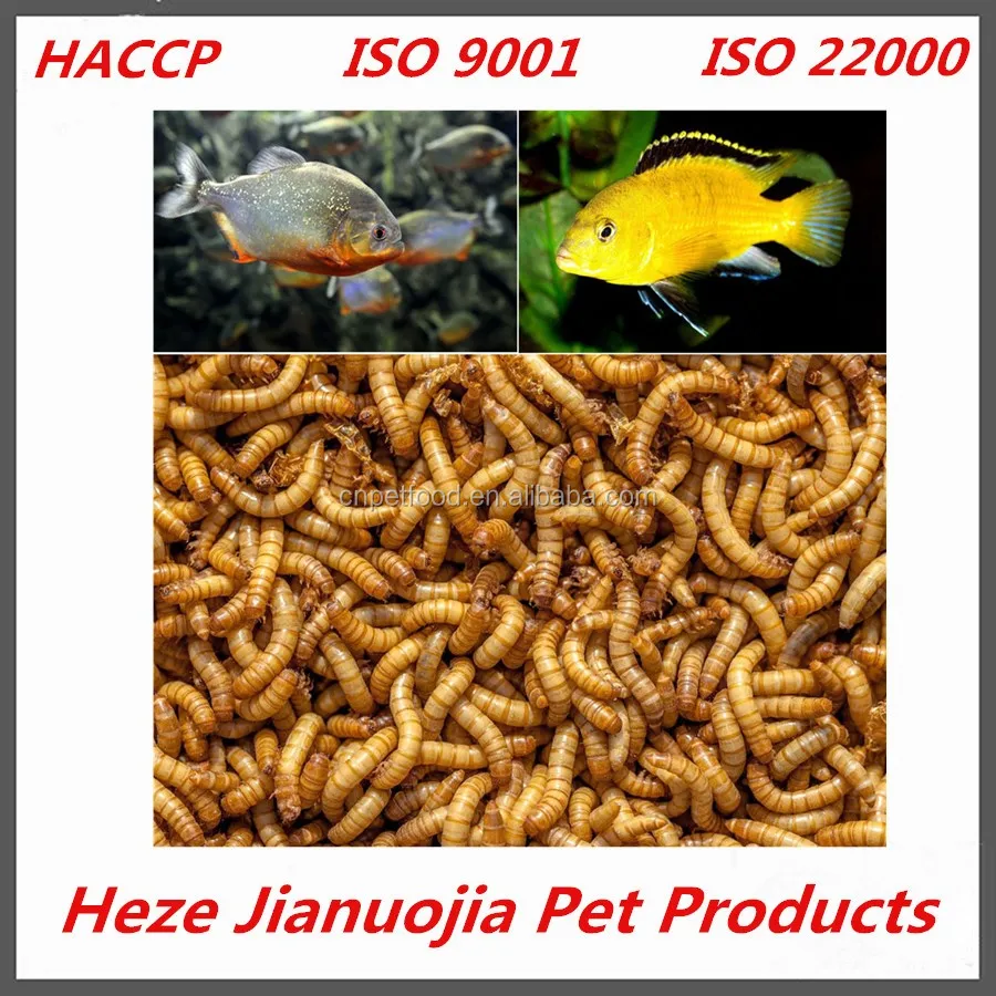 Tenebrio Molitors Mealworms Wholesale Edible Dried Insects