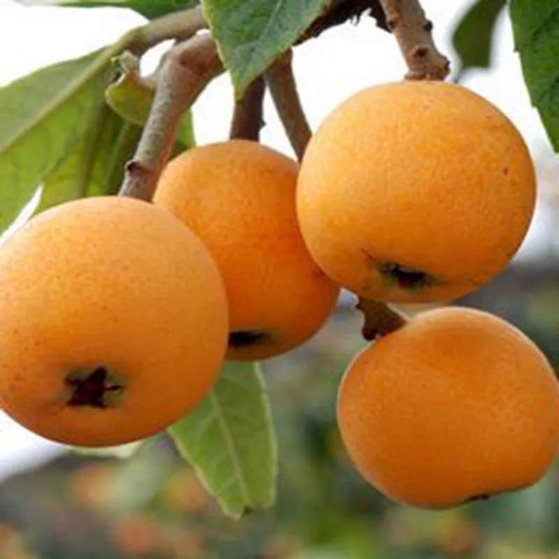 Low price China Loquat fruit tree seedling
