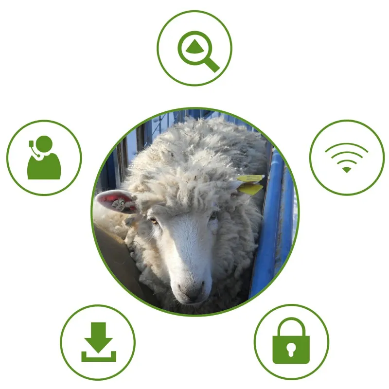 Animal scanning imaging ultrasound  pregnancy scanner     goat/sheep scanner  pig scanner   porcine ultrasound machine