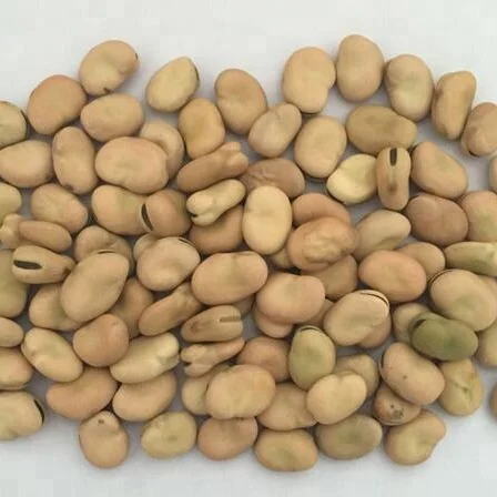 
dry whole split broad bean faba bean Organic 