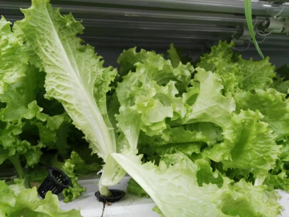 Greenhouse  container  for Hydroponics vegetable System / Hydroponic sprouting Machine