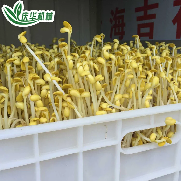 
Automatic Bean Sprout Machine Manufacture / Mung Bean Sprout Making Machine/ Bean Seed Germination Machine 