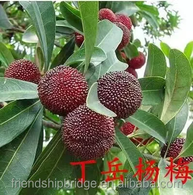 High quality Myrica Rubra Waxberry Tree Seedlings