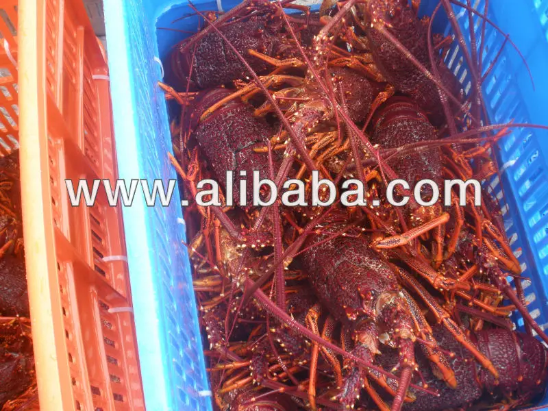 
Australia Lobster 