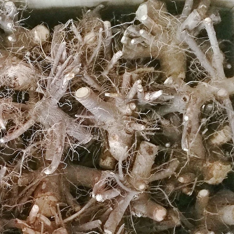  Китай холодностойкое быстрорастущее молодое дерево paulownia 9501 для древесины