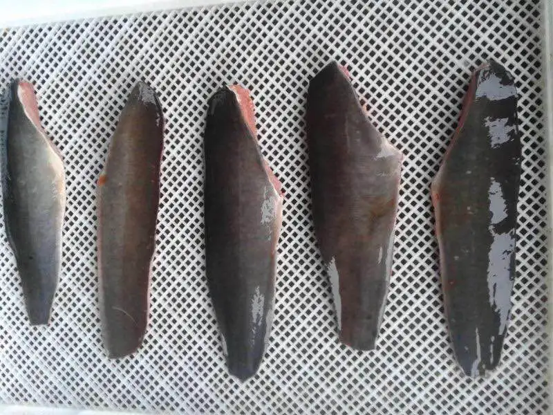 frozen catfish steak high quality fish fillet