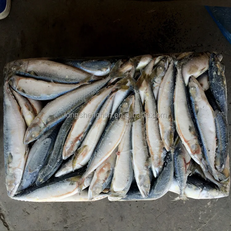 Hot Selling Cheap Price Sea Frozen Pacific Mackerel Chinese mackerel Scomber Japonicus