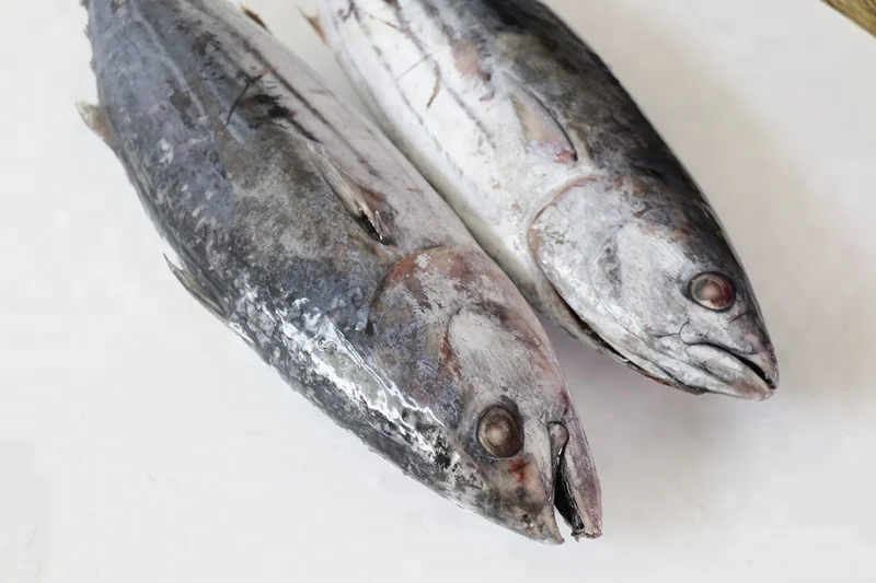Wholesale good quality Fresh frozen frozen skip jack fish skipjack tuna for sale