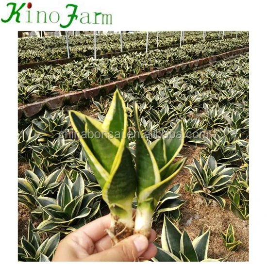 
Whosale All Types Of Sansevieria Plants 