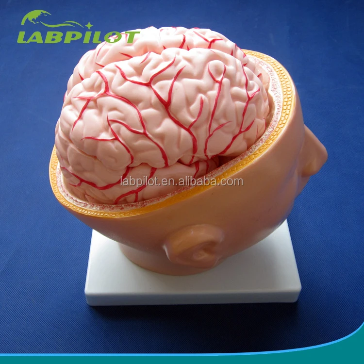 9 Parts Brain Medical Model with Arteries and Head, Biological School Teaching Brain Model