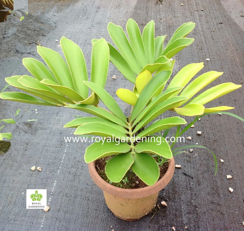 
zamia furfuracea mexica cycas 