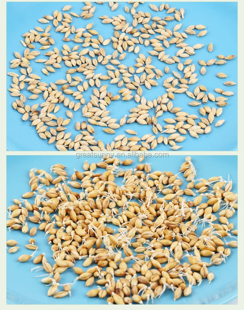 
Barley germination for beer and Oat Malt Planting Machinery for Beer Brewing 