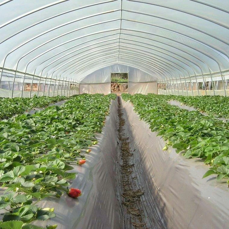 100 meters length strawberry tropical greenhouse for sale