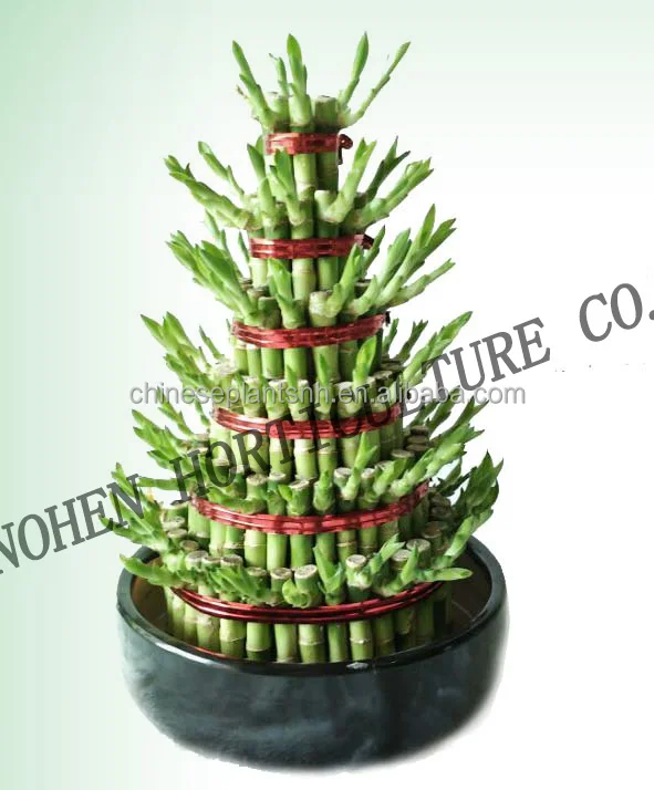 
DRACAENA SANDERIANA, tower lucky bamboo for nursery garden decoration 