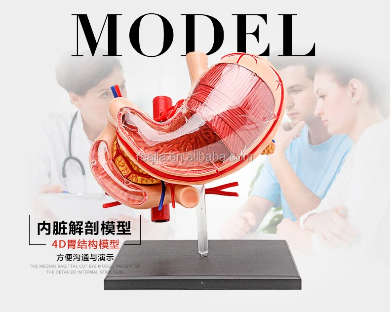 HM-BD-024 High quality plastic 4D stomach model