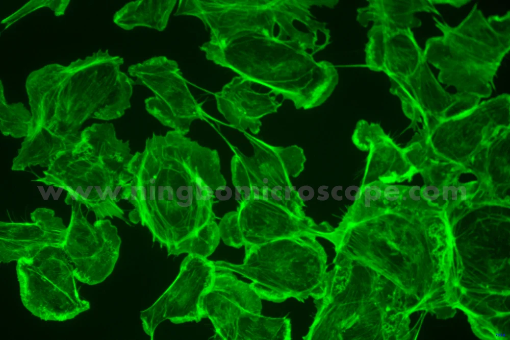 6.3MP USB3.0 Digital Camera for Fluorescence Microscope