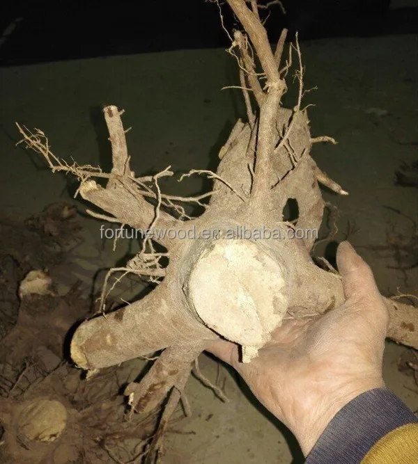 
Paulownia Tomentosa Seedlings Saplings and root cuttings 