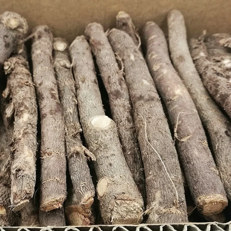 Новый, свежий, Суперстойкий, быстрорастущий Гибридный корень paulownia fortunei для роста