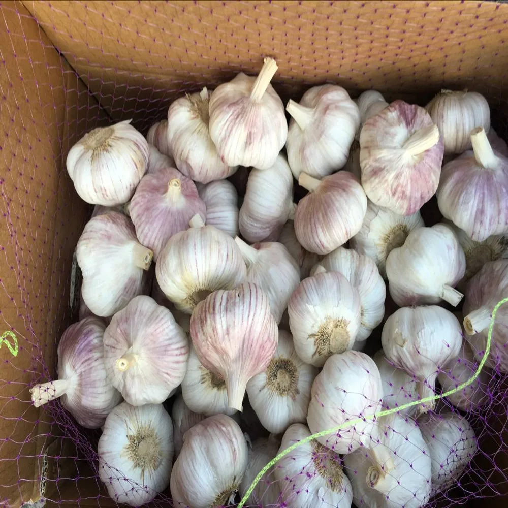 
Shandong pure white garlic 