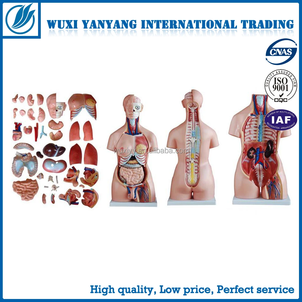 32 Parts Human Anatomical Torso Model
