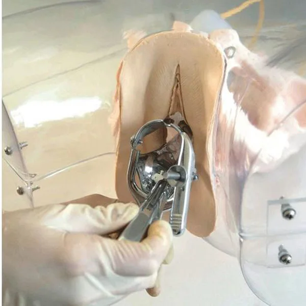 Transparent Uterine Curettage Simulator, Surgical Abortion Model