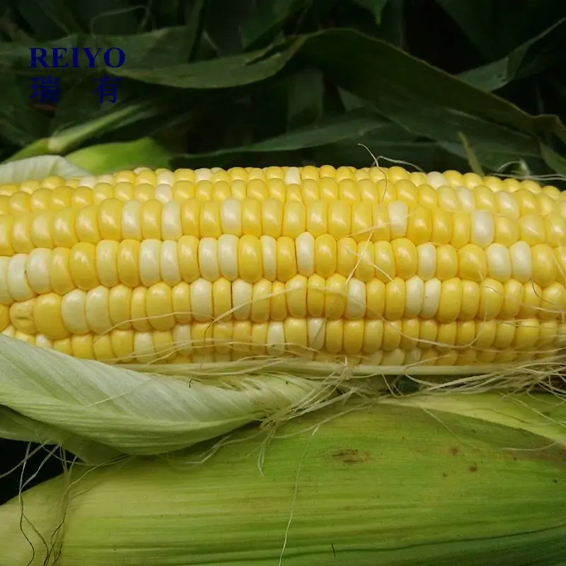 
canned kernel sweet corn 