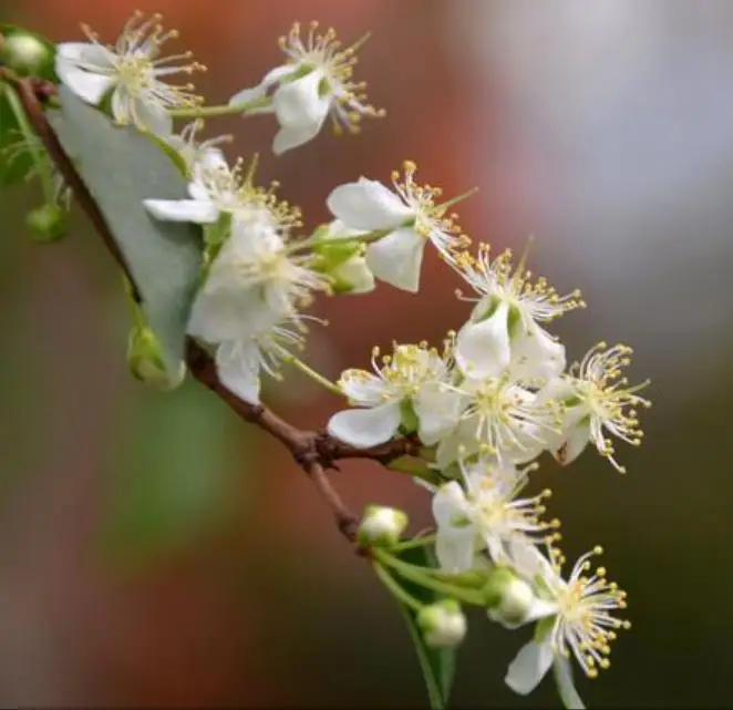Новая поставка, Eugenia uniflora, Детские Растения для посадки