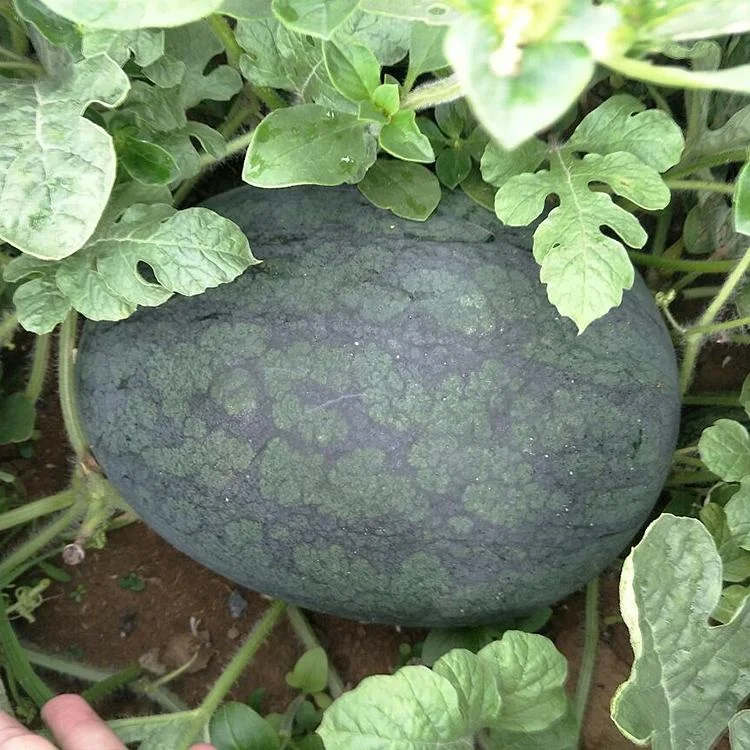 Black skin  oblong Cylindrical shape red flesh Seeds for open field planting