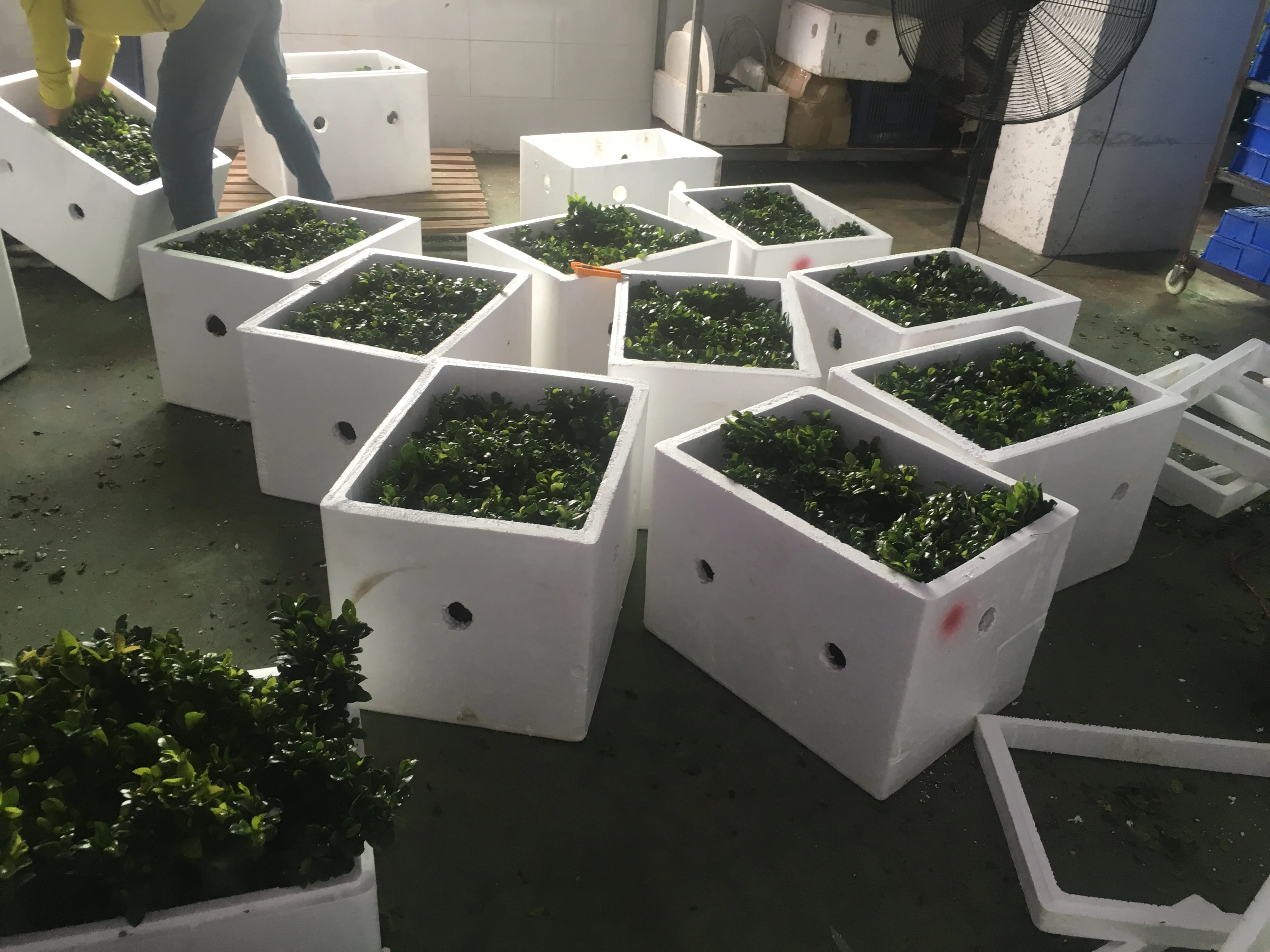 ficus ginseng microcarpa ficus bosai  for sale indoor and outdoor plants