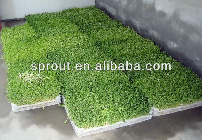 
Farm hydroponic animal fodder machine barley/wheat/ oats/ maize Growing Machine 