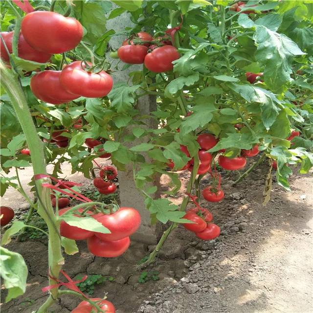 
Suntoday Indeterminate TY russian turkey big round hybrid tomato seeds 10gr/bag 