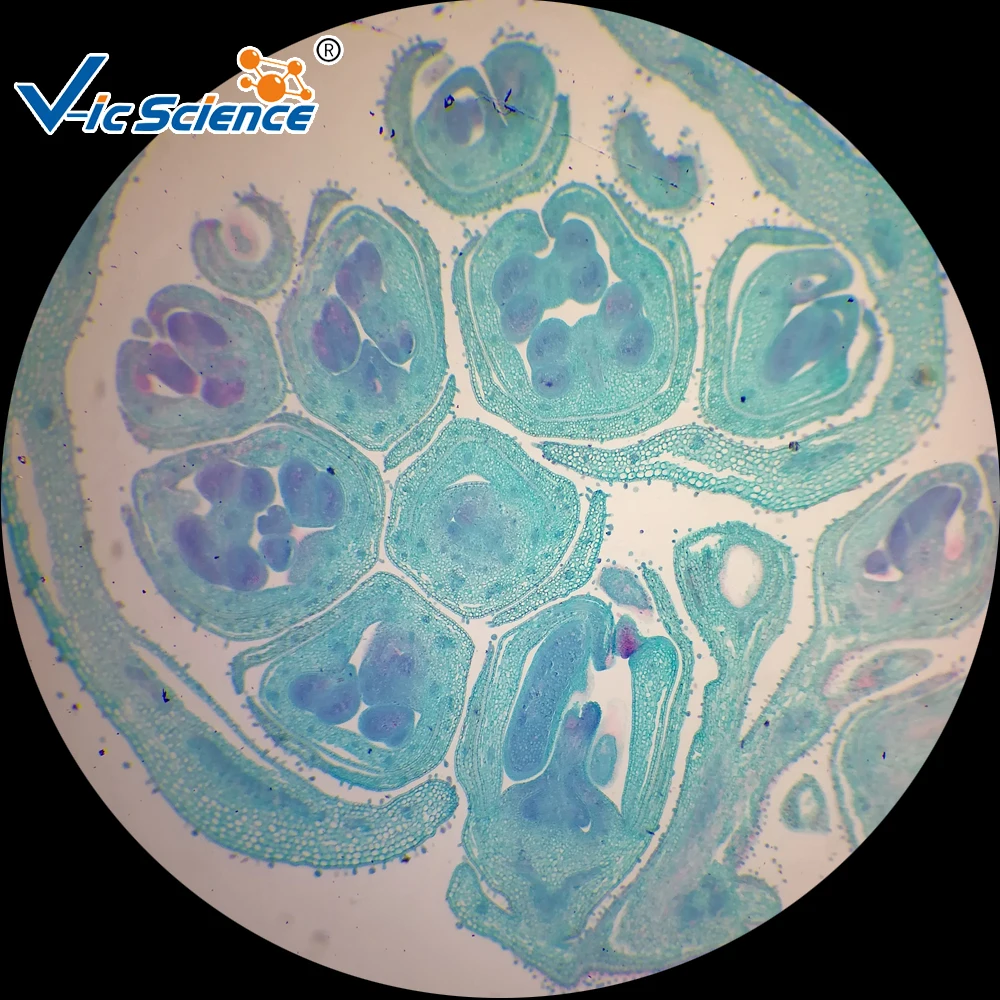 Microslide Zea mays, Stem, t.s. Botany microscope prepared slides