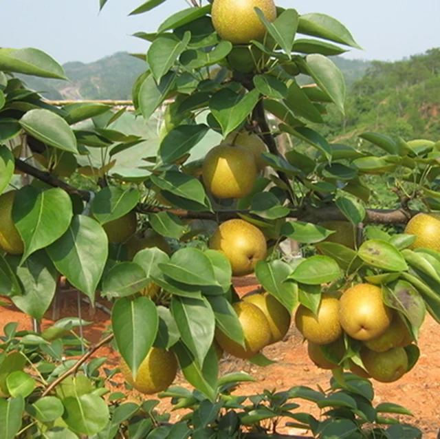 Саженцы золотистых зеленых груш