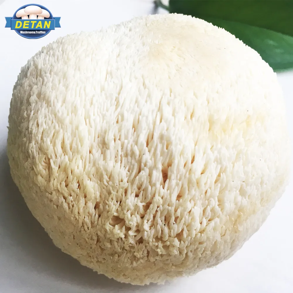 
Detan price of 1kg fresh lions mane mushroom 