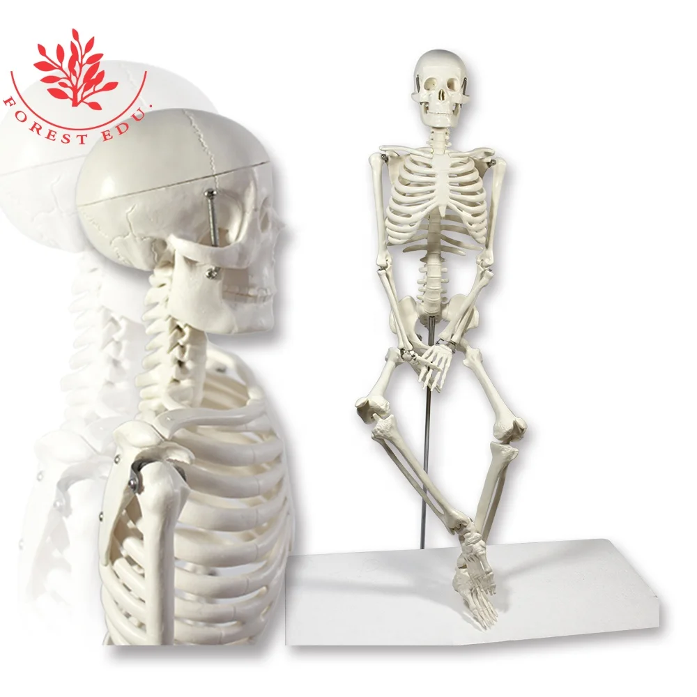 
Medical teaching model 85cm human anatomy skeleton 