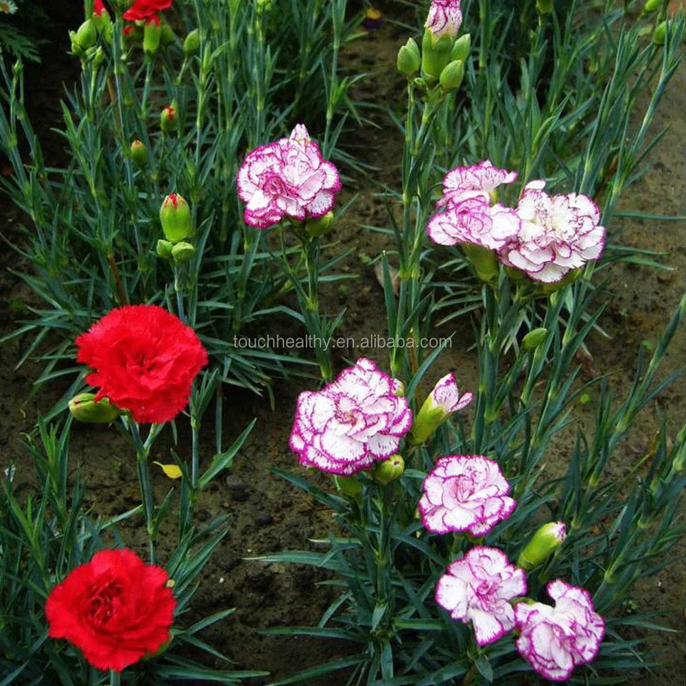 2021 Touchhealthy Поставка семян цветов гвоздики 1000 семян/пакеты