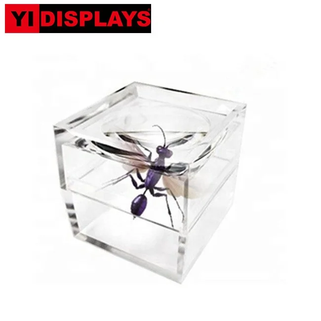 Прозрачная акриловая мини-лупа, коробка из оргстекла для увеличения, коробка для насекомых, лупа
