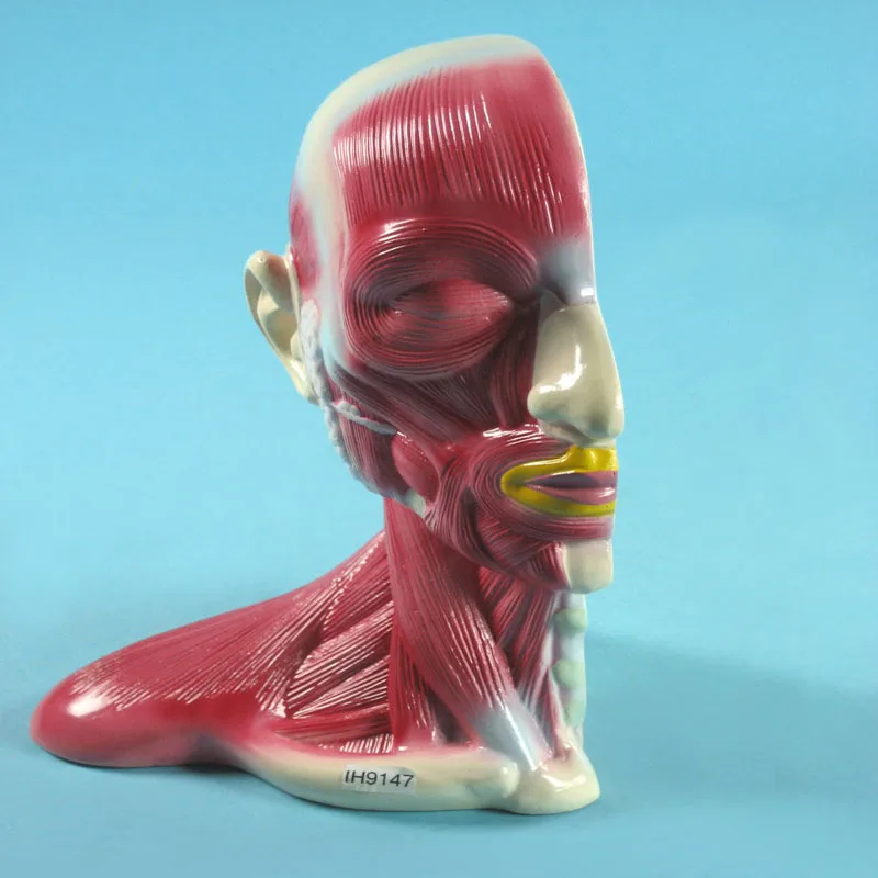 
Biology Education Equipment Anatomical Human Head and Neck Structure Model 