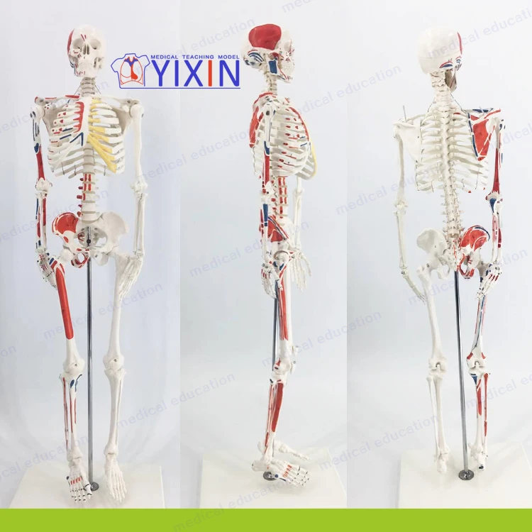 Muscle Anatomy with Movable Skeleton Standard Vertebral Skeleton Bone-setting Acupuncture 85 cm Human Skeletal Model Writing Col