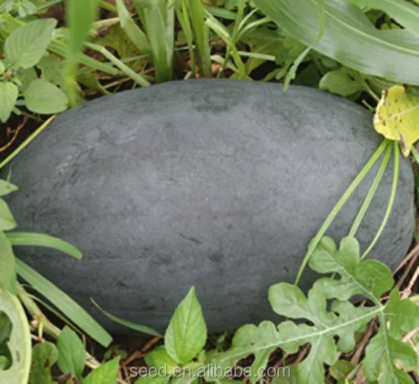 BLACK JING black skin f1 hybrid red watermlon seeds for sale