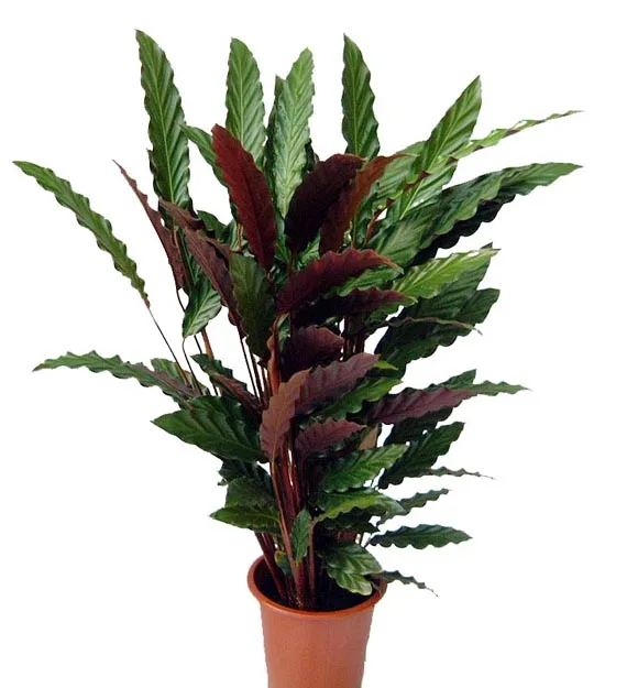 
 Детское растение с маленькими листьями Ctenanthe kummeriana bonsai  