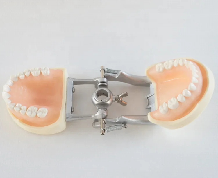 dental tooth demonstration models with DP articulator