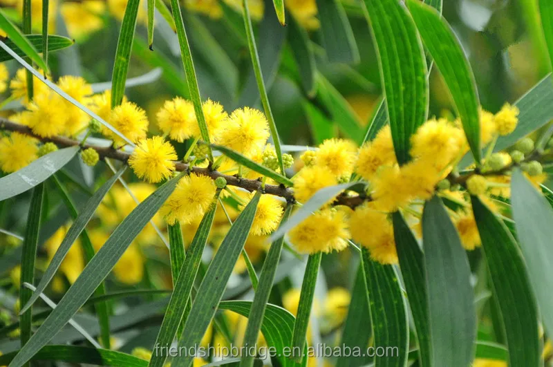  Саженцы акации из Тайваня