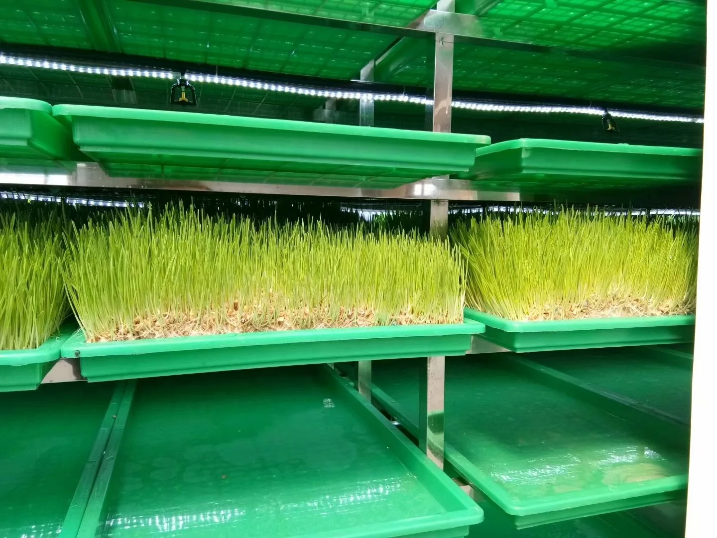 OEM manufacturer automatic barley/wheat/corn hydroponic fodder machine  with low price