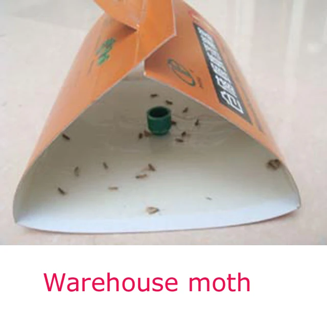 Paper warehouse pyralidae trap to control food moth cloth moth