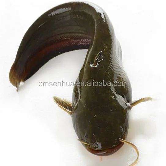 
fresh frozen catfish for African smoked catfish 
