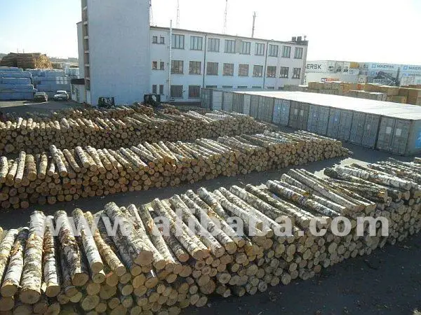 White Birch Logs - Latvia origin