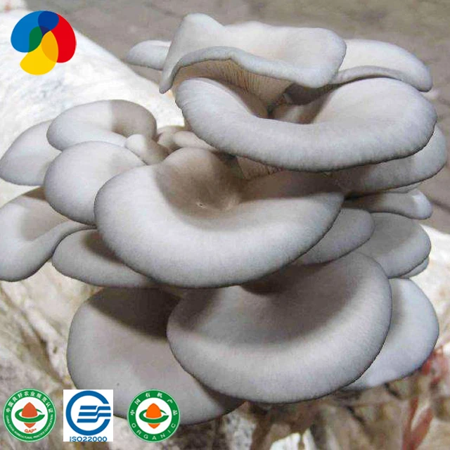 2020 Natural oyster mushroom spawn / logs for sale